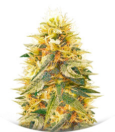 Northern Lights fem (Vision Seeds)