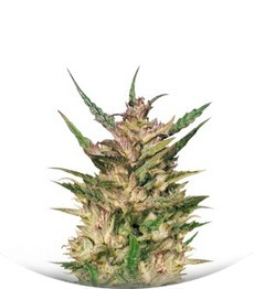 Passion #1 regular (Dutch Passion)