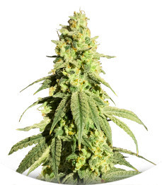 Banana Rapids fem (Dr. Krippling Seeds)