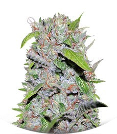 CBD Cherry Kush fem (Sumo Seeds)