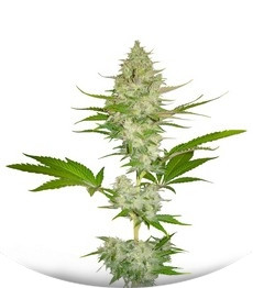 Candy Kush Express (Fast Flowering) fem (RQS)
