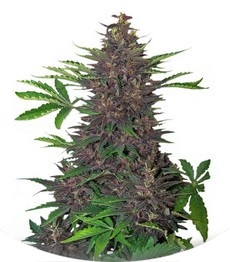 Buddha Purple Kush Auto fem (Buddha Seeds)