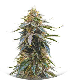 Nova OG fem (Anesia Seeds)