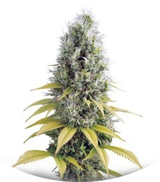 Shark Shock CBD fem (Dinafem Seeds)