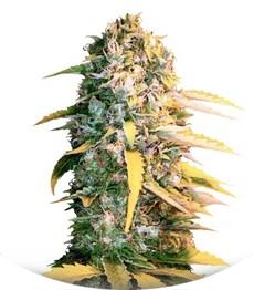 Auto White Widow fem (Bulk Seed Bank)