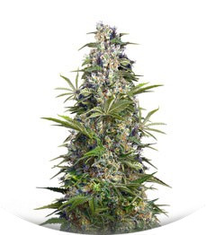 Gorilla Girl fem (Sweet Seeds)