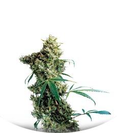 Super Silver fem (Dinafem Seeds)