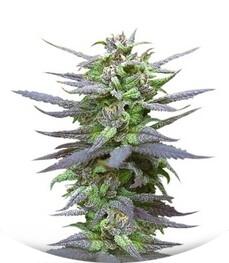 Biddy Early fem (Serious Seeds)