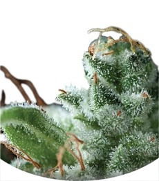 Osiris fem (Pyramid Seeds)