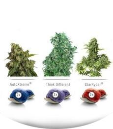 Colour mix 7 Auto Fem (Dutch Passion)