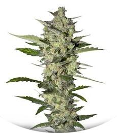 Flowerbomb Kush fem (Strain Hunters)
