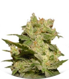 Auto Jack fem (Paradise Seeds)