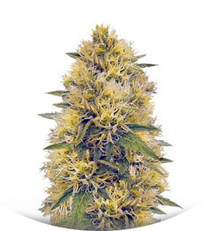 Big Bud fem (Vision Seeds)