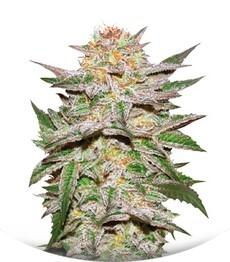 Auto Caramel King fem (Bulk Seed Bank)