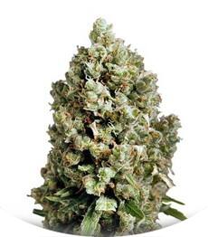 Critical Kush fem (Dinafem Seeds)