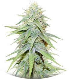 Grand Master Kush regular (Sumo Seeds)
