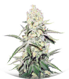 La Blanca Gold Auto fem (Vision Seeds)