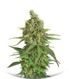 Moby Dick CBD fem (Dinafem Seeds)