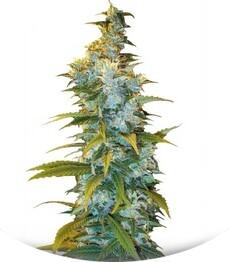 Northern Light fem (Bulk Seed Bank)