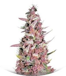Purple Glam Kush fem (Bulk Seed Bank)