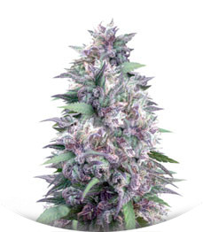 Blue Power fem (Vision Seeds)
