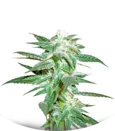 Kushberry regular (DNA Genetics)