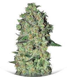 Auto Chronical fem (Bulk Seed Bank)