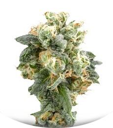 Industrial Plant fem (Dinafem Seeds)