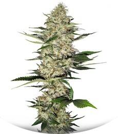 Mr Nice G13 X Hash Plant regular (Sensi Seeds)