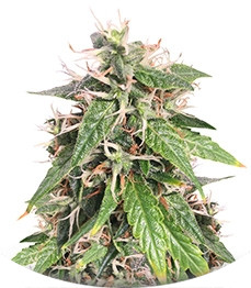 Big Bud (Snow White) regular (Nirvana Seeds)