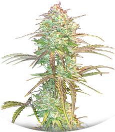 Grateful Dead Auto fem (High Speed ​​Buds)