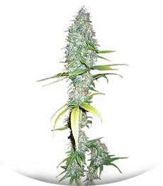 Afghani #1 regular (Sensi Seeds)