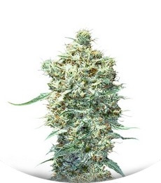 Auto Afghani fem (VIP seeds)