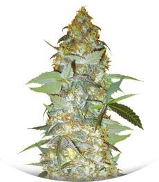 Euforia Special fem (Bulk Seed Bank)