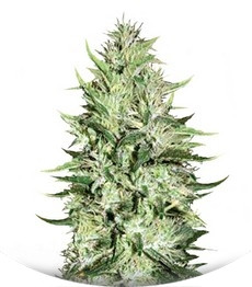 Auto Mazar Extra fem (Bulk Seed Bank)