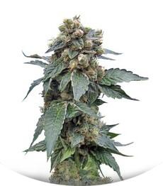 Sage 'n' Sour regular (TH Seeds)