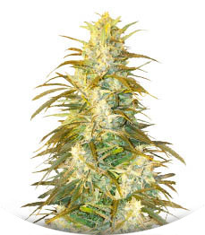 Satori x Mountain Gold regular (Mandala Seeds)