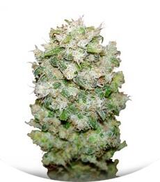 White Castle fem (Nirvana Seeds)