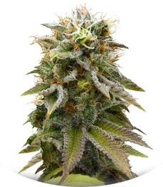 Lemon Thai Kush fem (Humboldt Seeds)