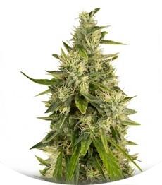 Trainwreck fem (Humboldt Seeds)