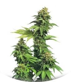 Akorn (Snowbud) fem (TH Seeds)