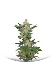 Critical Jack Autoflowering fem (Dinafem Seeds)
