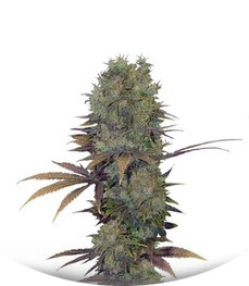 Landysh fem (VIP seeds)