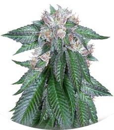 Master Kush fem (Humboldt Seeds)