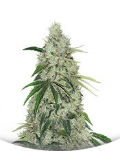 Sugar Bomb Punch fem (Dutch Passion)