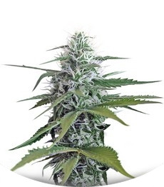 Blue Mystic (Blueberry) regular (Nirvana Seeds)