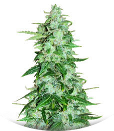 Brain Stroke Auto fem (High Speed ​​Buds)