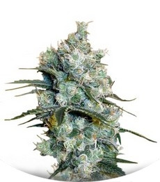 Medusa fem (Nirvana Seeds)