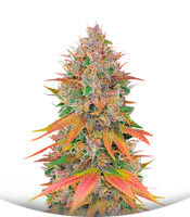 Tropicanna Poison F1 Fast Version fem (Sweet Seeds)