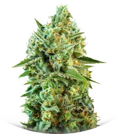 S.A.D. Sweet Afgani Delicious CBD fem (Sweet Seeds)